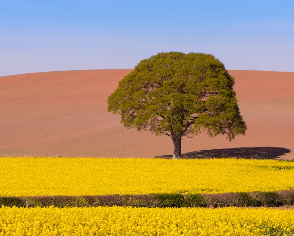 Yellow field.jpg