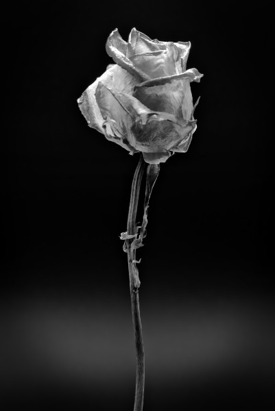 Rose_h.jpeg