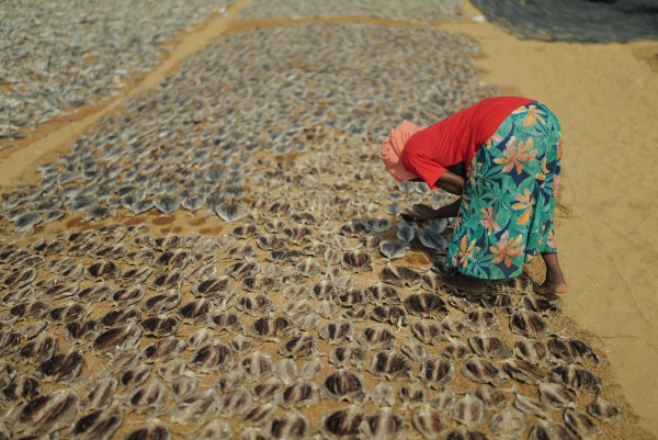 Drying morning catch.jpg