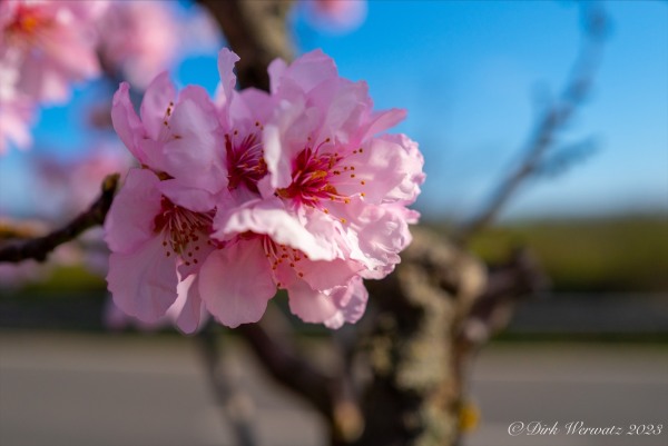 almond flowers