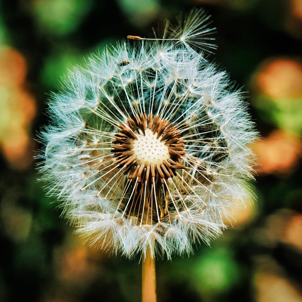 Pusteblume2.jpeg