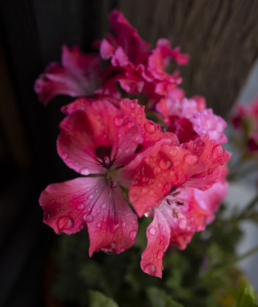 20230701_Blois_0002'