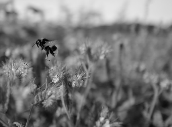 Leica_Q_Hummel.jpg