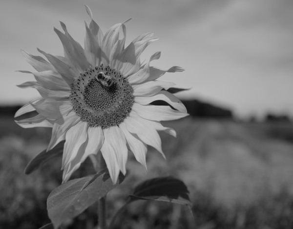 Leica_Q_Sunflower_Bee.jpg