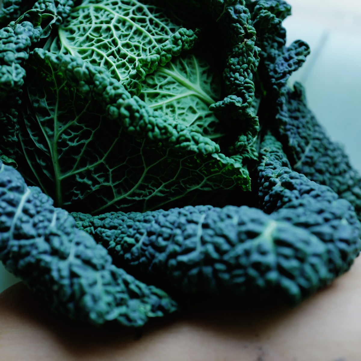 Cabbage