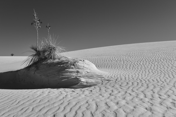 L1003956.jpg