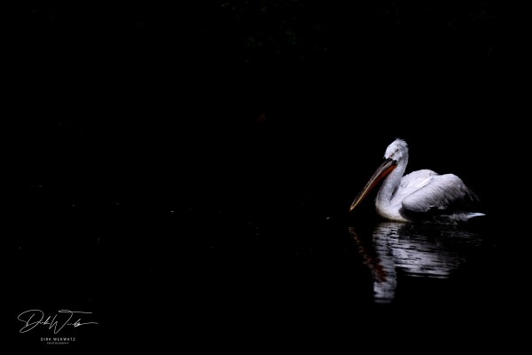The pelican I