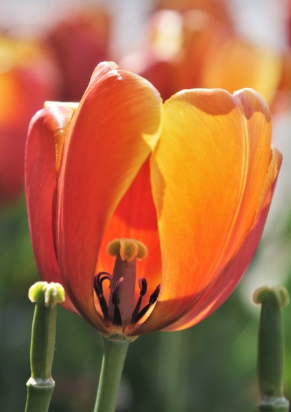 Tulip