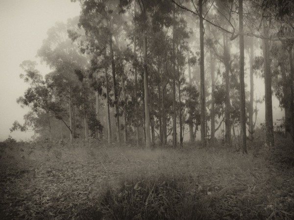 eucalyptus grove