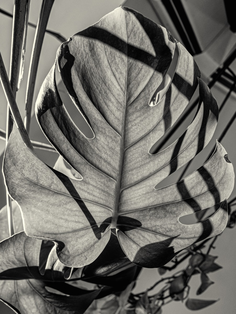 Botanical