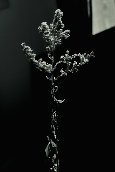 B Botanical.jpg