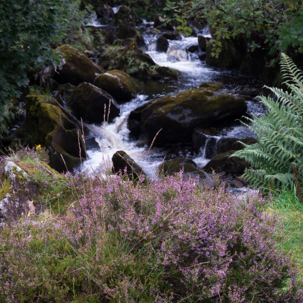 DUNCALF D8-4.jpg