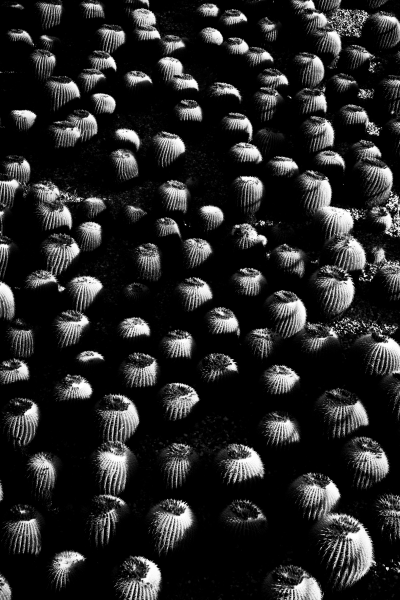 cactus_xenomorphs.png