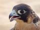 horus