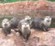 A Otter