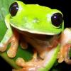 Leica Frog