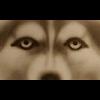 Pix-Wolf