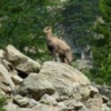 Chamois 06