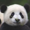 Cutesweetpanda